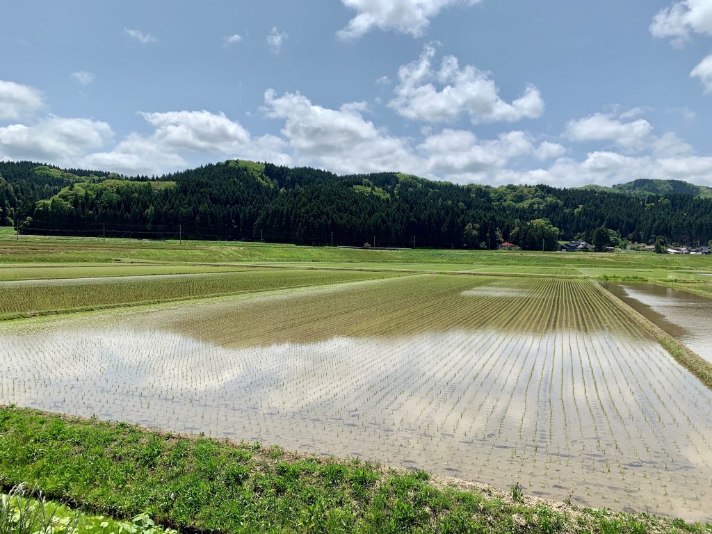 サムネイル:いつもの「春」！