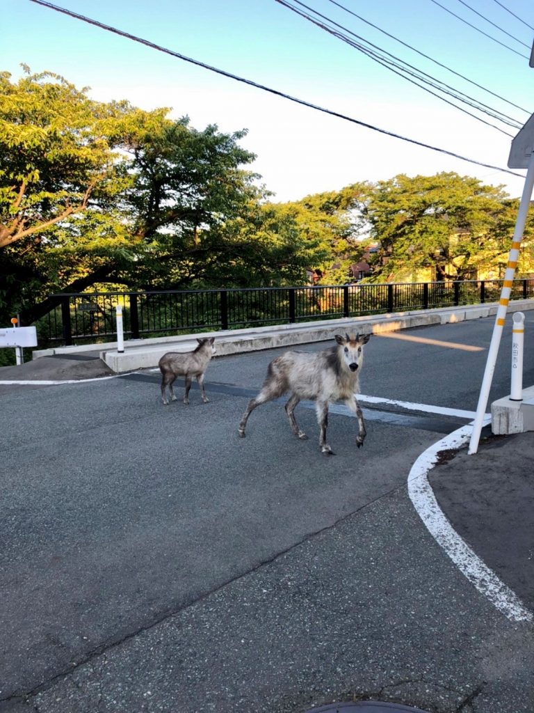 サムネイル:自然豊か