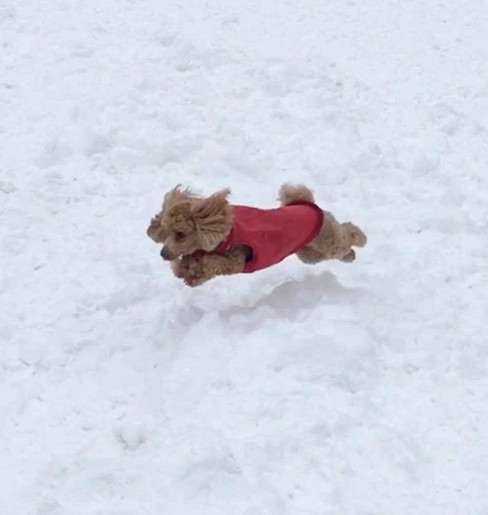 サムネイル:Flying dog.