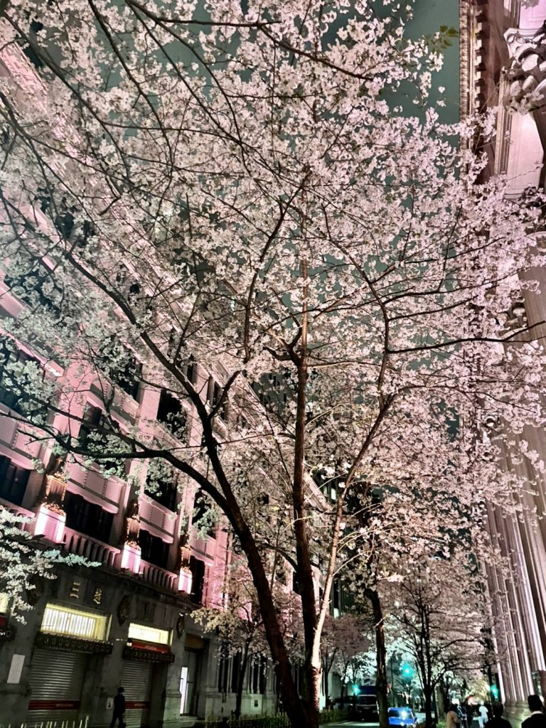 サムネイル:桜便り