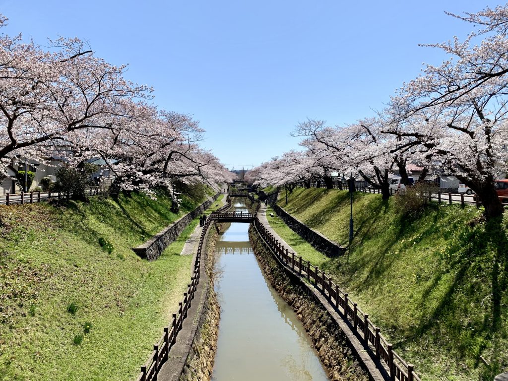 サムネイル:さくら日和でしたね～