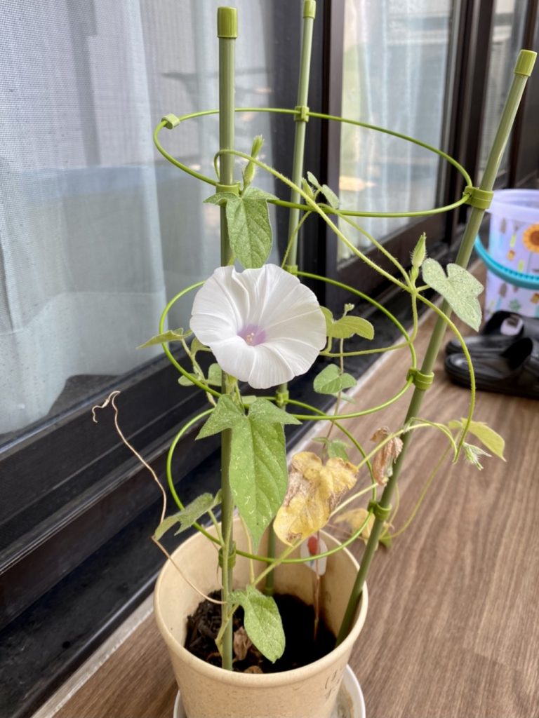 サムネイル:花まで…かわいい