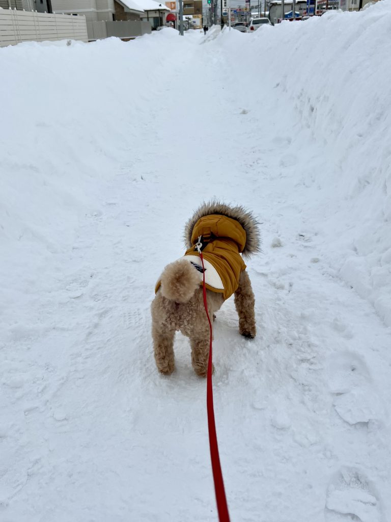 サムネイル:雪なんてヘッチャラ！
