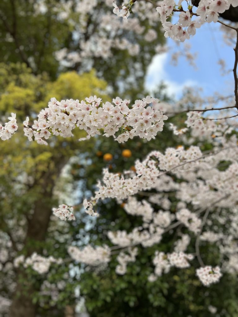 サムネイル:春よ来い！ 早く来い！